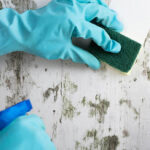 The Importance of Mold Removal: Protecting Your Health and Property