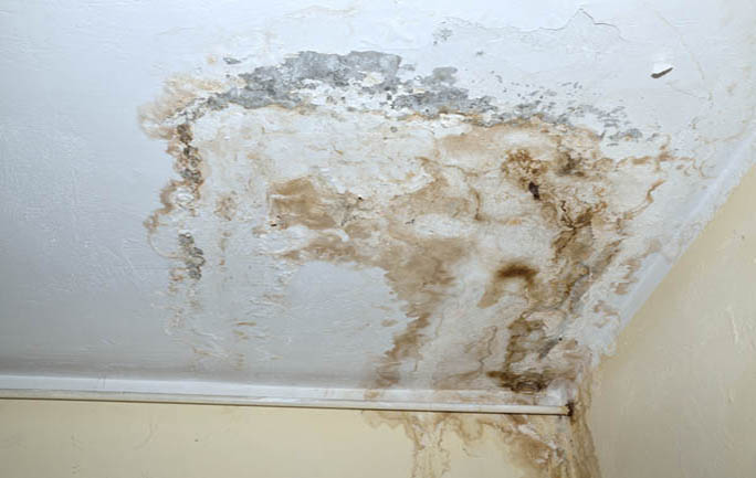 severely affected ceiling mold