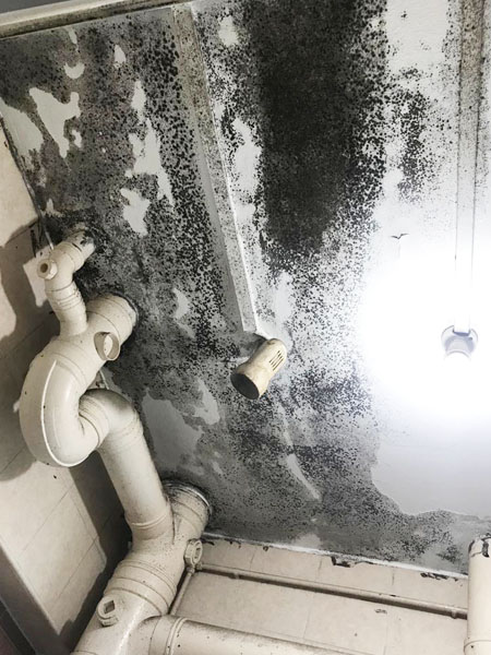severely affected bathroom mold ceiling